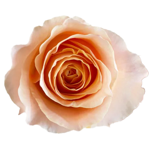 Rose Campanella Peach - Garden Roses1