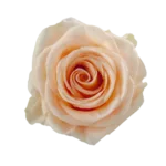 Rose Imagination - 25 Stems