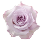 Rose Purple Haze1