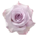 Purple Haze Rose - 25 Stems