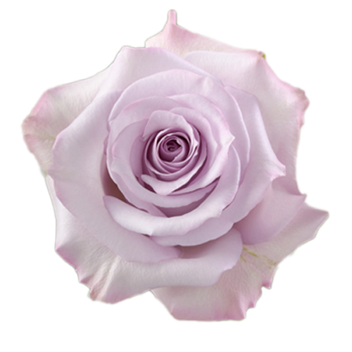 Rose Purple Haze1