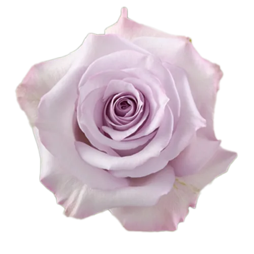 Rose Purple Haze1