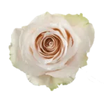 Bulk Lady Eva Rose - 25 Stems