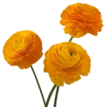 Orange Ranunculus Flower1