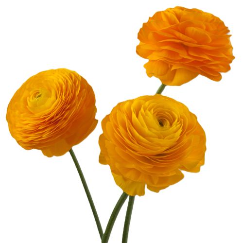 Orange Ranunculus Flower1