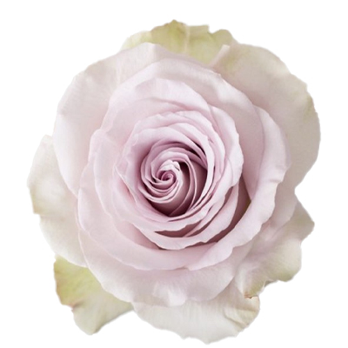 Rose Andrea Light Lavender1