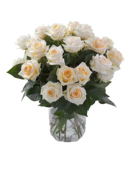 Rose Crème de la Crème11