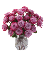 Rose Deep Purple1