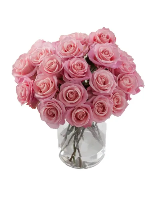 Rose Hermosa11