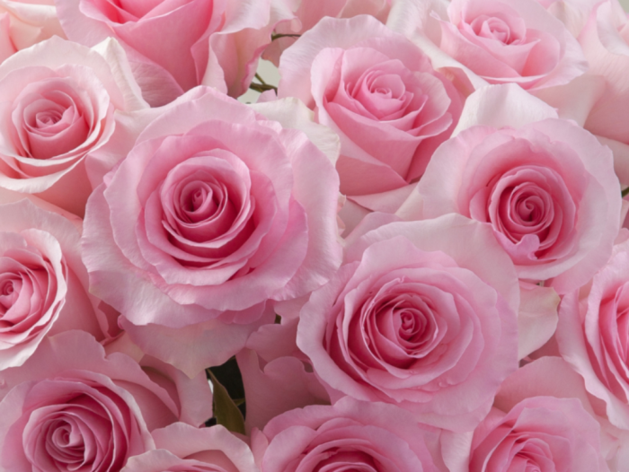 Bulk Rose – Esperance Roses1