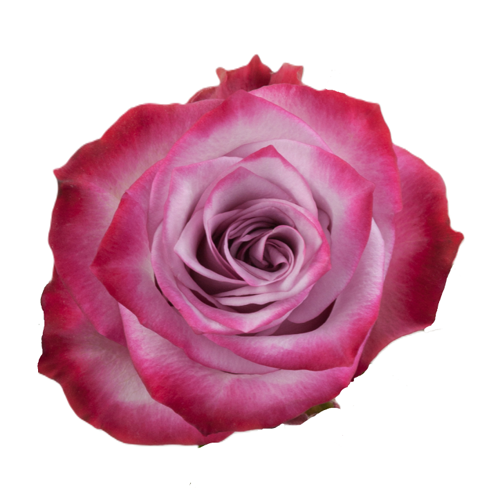 Rose Deep Purple1