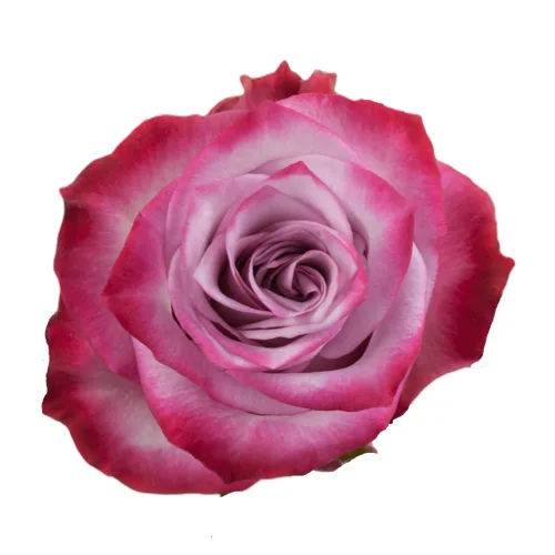 Rose Deep Purple1