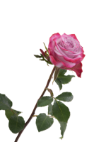 Rose Deep Purple1