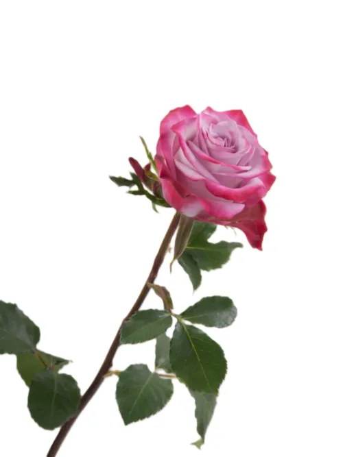 Rose Deep Purple1