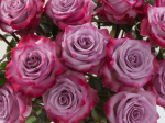 Rose Deep Purple1