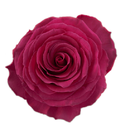 Rose Hot Spot1