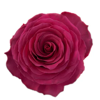 Rose Hot Spot1