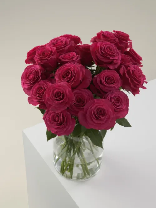 hot spot roses11