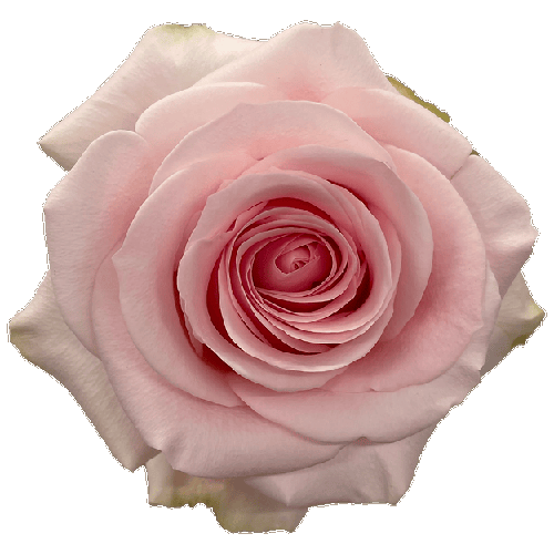 Rose Novia Light Pink1