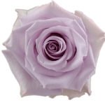 Rose Ocean Song - Pale Lavender1