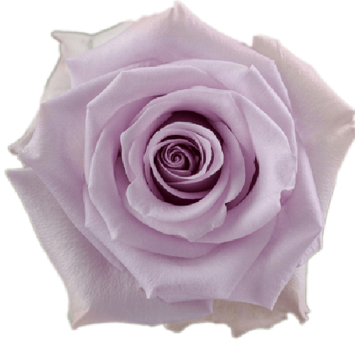 Rose Ocean Song - Pale Lavender1