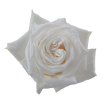 Playa Blanca Roses - Premium1