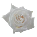 Playa Blanca Roses: Elegant and Enchanting Blooms