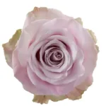 Bulk Rose Faith Flowers - 25 Stems