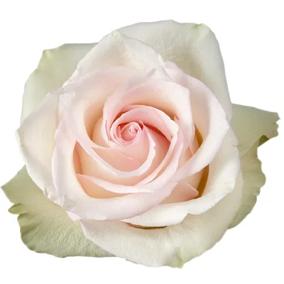 Rose Ragazza Light Pink1