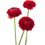Red Ranunculus1
