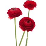 Red Ranunculus1