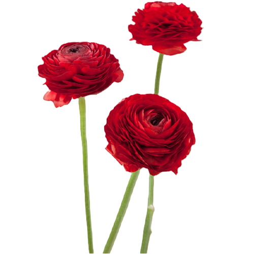 Red Ranunculus1