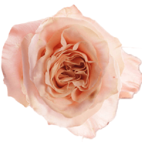 Garden Rose "Shimmer"1