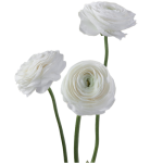 White Ranunculus Flower1