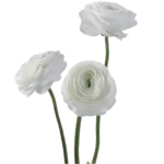 White Ranunculus Flower1