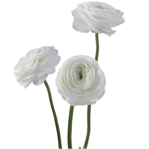 White Ranunculus Flower1
