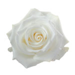 White Rose