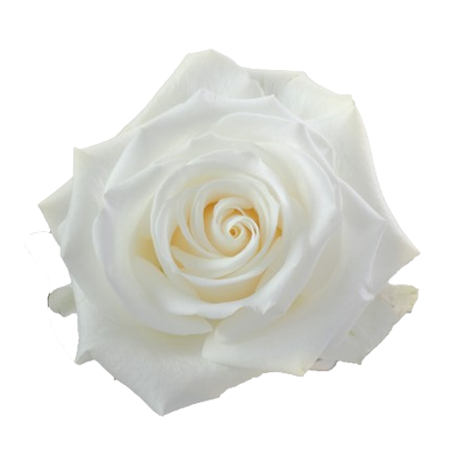 White Rose