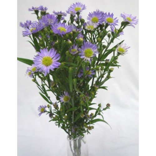 Aster