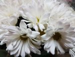 Chrysanthemum Daisy White