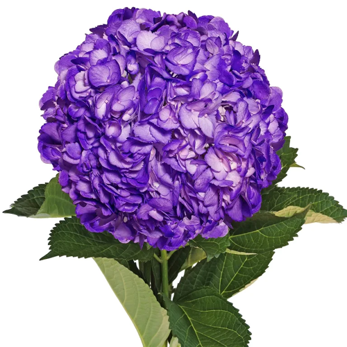 Hydrangea Flower Purple
