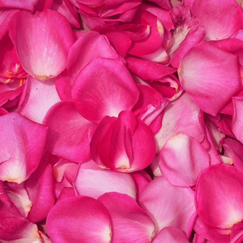 Pink Rose Petals1