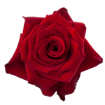 Red Rose Paris1