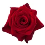 Paris Red Rose 50 CM - 25 Stems