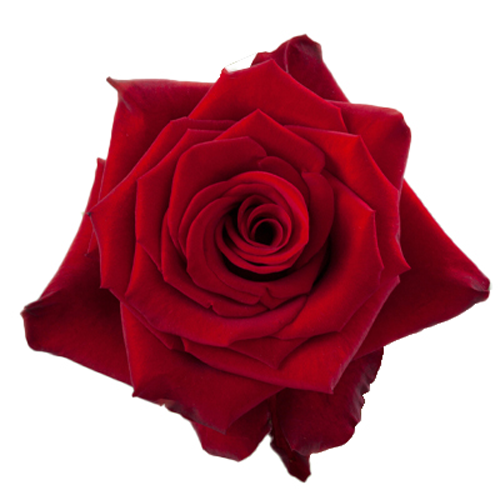 Red Rose Paris1