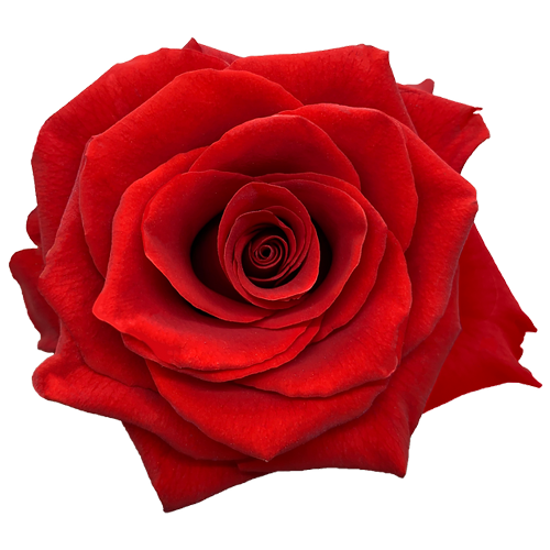 Red Rose Hallelujah1