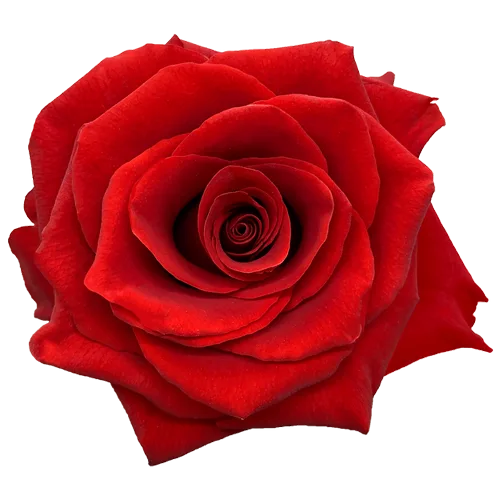 Red Rose Hallelujah1