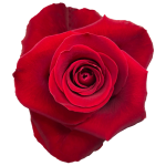 Red Roses11