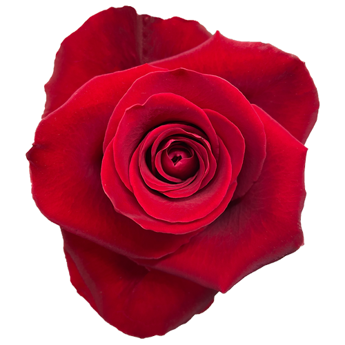 Red Roses - Scarlatta1