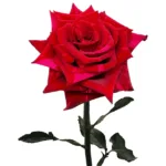 Red rose Panther 11